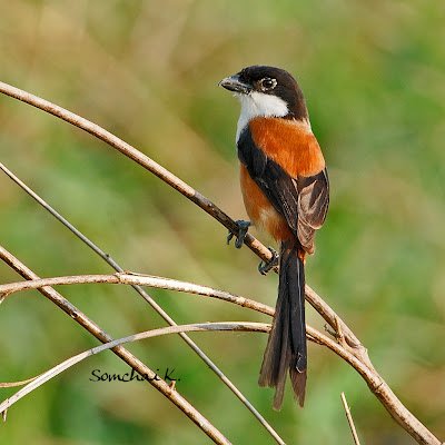 Cendet - Long-tailed Shrike (Lanius schach) Thailad 2